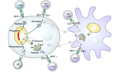 Basic Immunology I